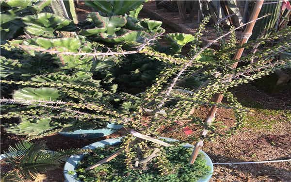 亚蜡木烂根怎么办