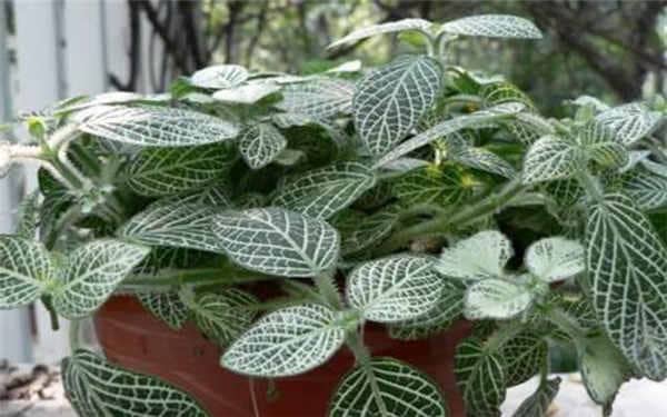 ���Ʋݵ���ֲ������ע������