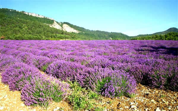 薰衣草的栽培管理方法