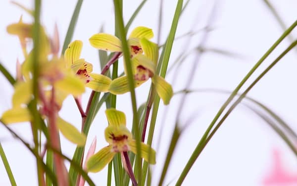 ��������ֲ������ʲô