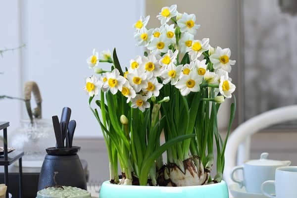 水仙的种植方法是什么