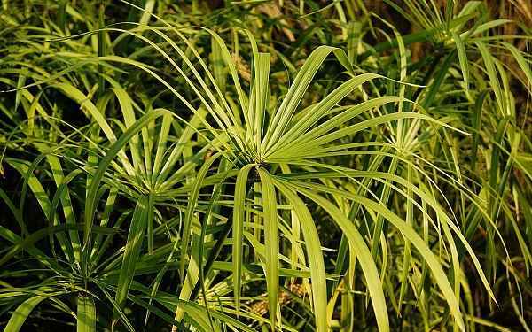 ˮ��Ҷ�ӷ�����ô����