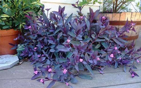 ����÷���������޼�