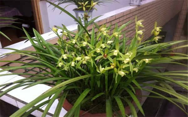 兰草的种植方法