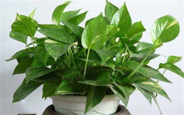 绿萝施肥需施什么肥料