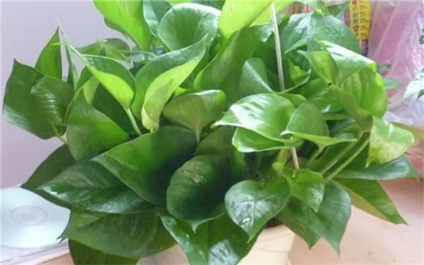 绿萝施肥需施什么肥料