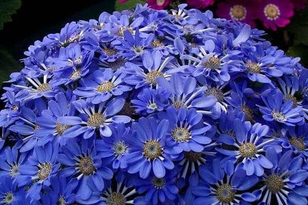 ��Ҷ�ն����ܿ��� ������ΰ�ȫ����