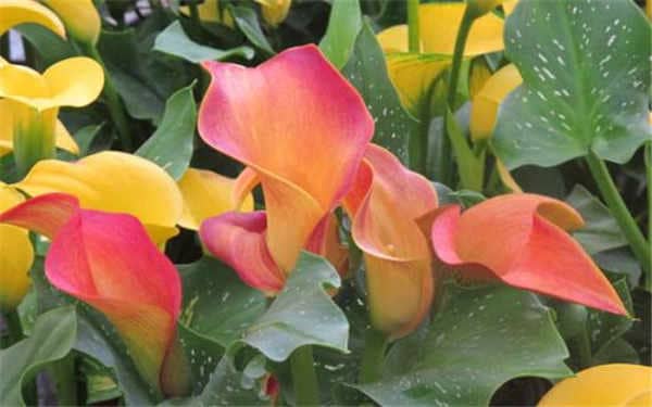 ��ɫ��������ô����