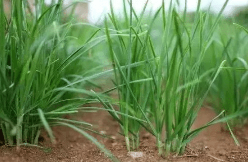 �²�Ʒ����������ͬ����� �²���ֲ����