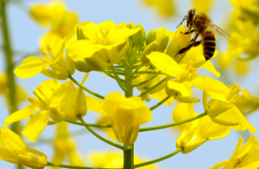 ������ֲ�Ͳ˻���ע��ʲô �Ͳ˻�����������