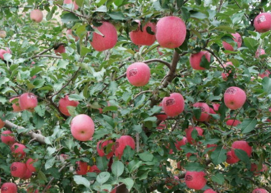 ����������ֲ������ů ������ֳ��Ҫע��ʲô