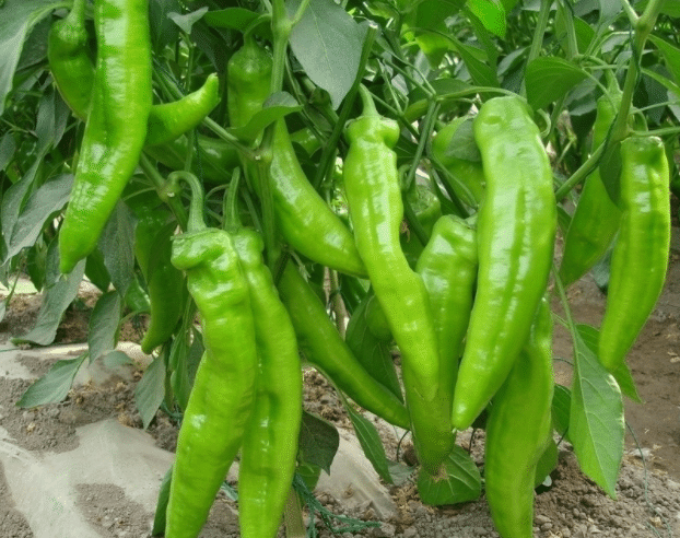 ����������ˮ��Ҫע��Щʲô ���Ӧ��