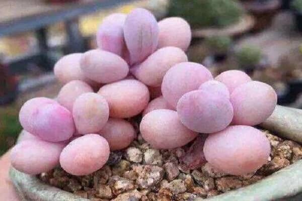 ����ֲ������� �����¶��Ƕ���