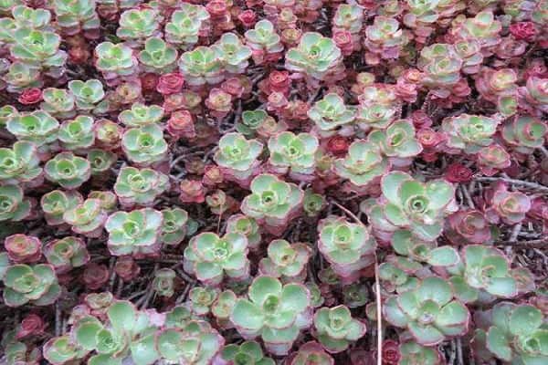 ����ֲ������� �����¶��Ƕ���