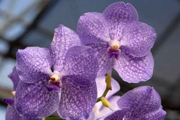 ������ø�����ô��