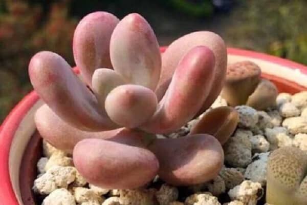 ����ֲ����ô���� ����������ô���