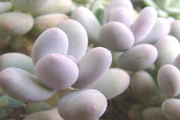 ����ֲ����ô���� ����������ô���