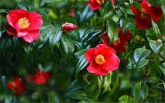 ɽ�軨����ֲ����������ע����������Щ