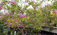 ������ֳľ�޵Ľ��ɣ�ľ����������