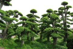 ԰��ֲ�ﳣ����������Щ