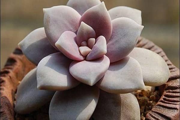 ����ֲ���������� ��ô��ѡ����