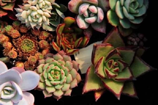 ����ֲ���������� ��ô��ѡ����