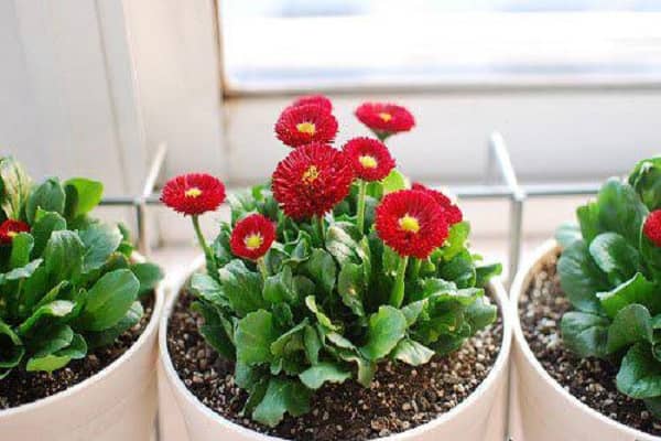 盆栽植物如何施肥 施肥注意事项