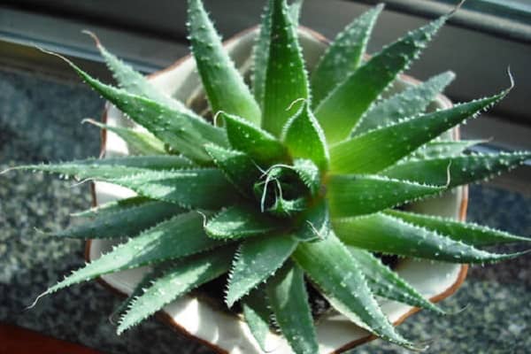 ʲôֲ��������ռ�ȩ ��ֲ����ʲôӰ����