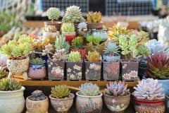 ����ֲ����ô����������Ľ�ˮ��ʩ�ʼ���