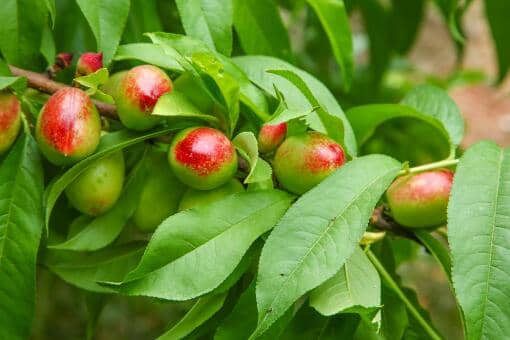 ����Ҷ�ӵ����˻��ܳ�ô