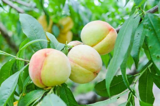 ���������ȿ�����Ҷ����Ҷ��