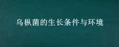 Ⱦ뻷