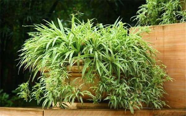 吊兰的水培方法 如何水养吊兰