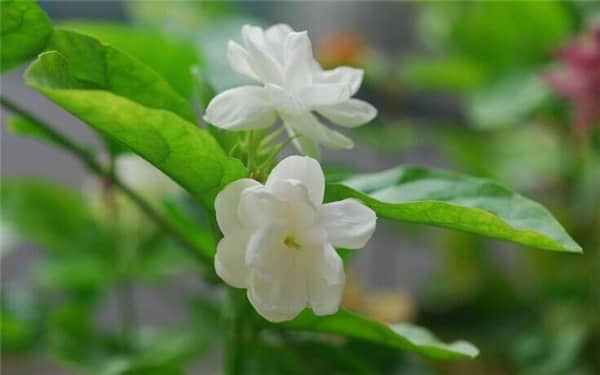 ϲ���͸��µ�ֲ�ﻨ������Щ 