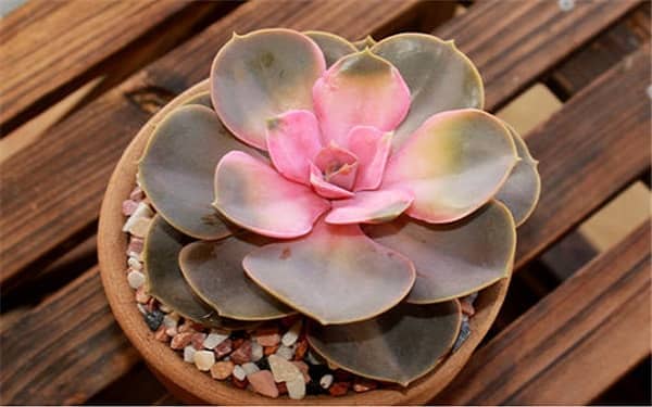 ���⽽ˮ��ô�� �����ȷ��ˮ