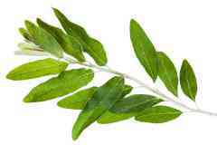 ɳ����Ҫ�ֲ����ҹ�����������Ƕ��������������������������飡