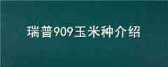 909ֽ