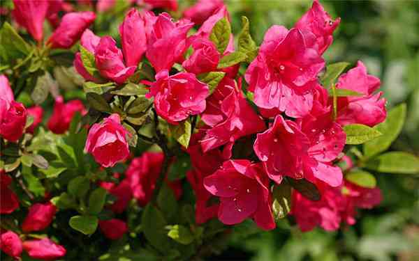 �ڴ�����ʲô�����ձ�