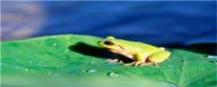 ţΪʲô̬ɱ