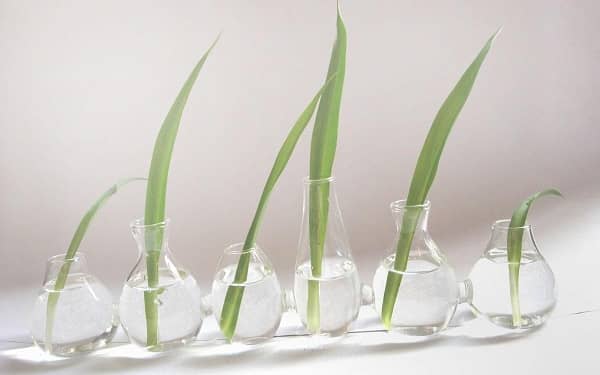 ˮ��ֲ����ô��