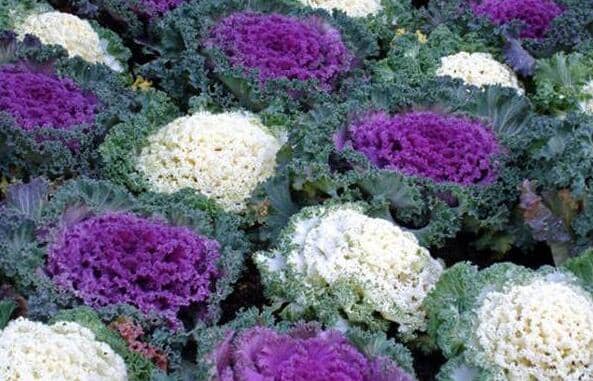 羽衣甘蓝怎么吃 羽衣甘蓝的食用方法方式