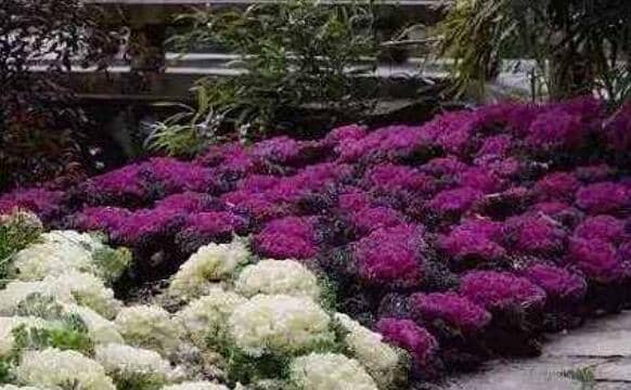 羽衣甘蓝怎么吃 羽衣甘蓝的食用方法方式