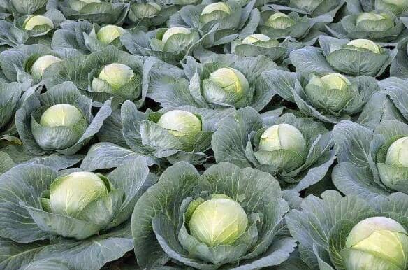 Բ�ײ˺͸���������� ��Բ�ײ˵ĺô�