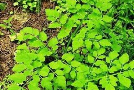 ���۲˺�Ұ�۲˵����� Ұ�۲˵Ĺ�Ч������