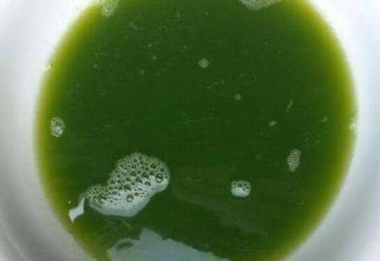 马齿苋汁的功效与作用 马齿苋汁可以直接喝吗