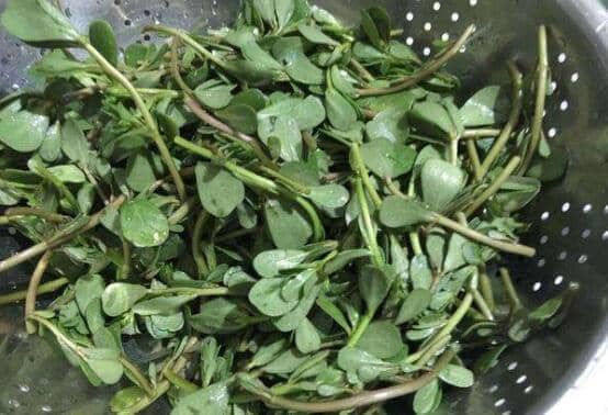 马齿苋汁的功效与作用 马齿苋汁可以直接喝吗