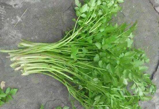 ϸҶ���۵Ĺ�Ч������