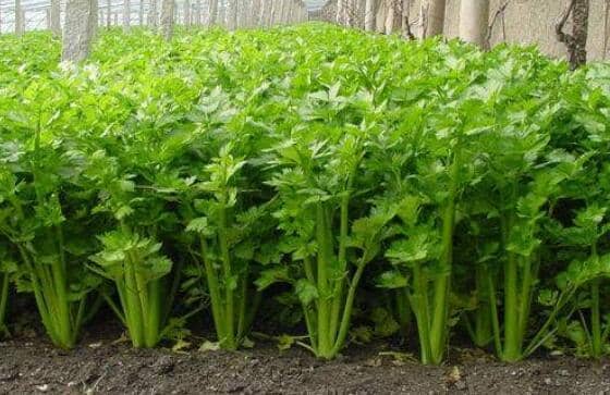 ϸҶ���۵Ĺ�Ч������