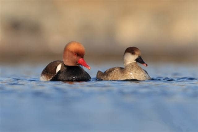女生说胃疼怎么回复