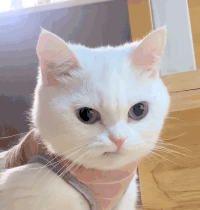 רñ
